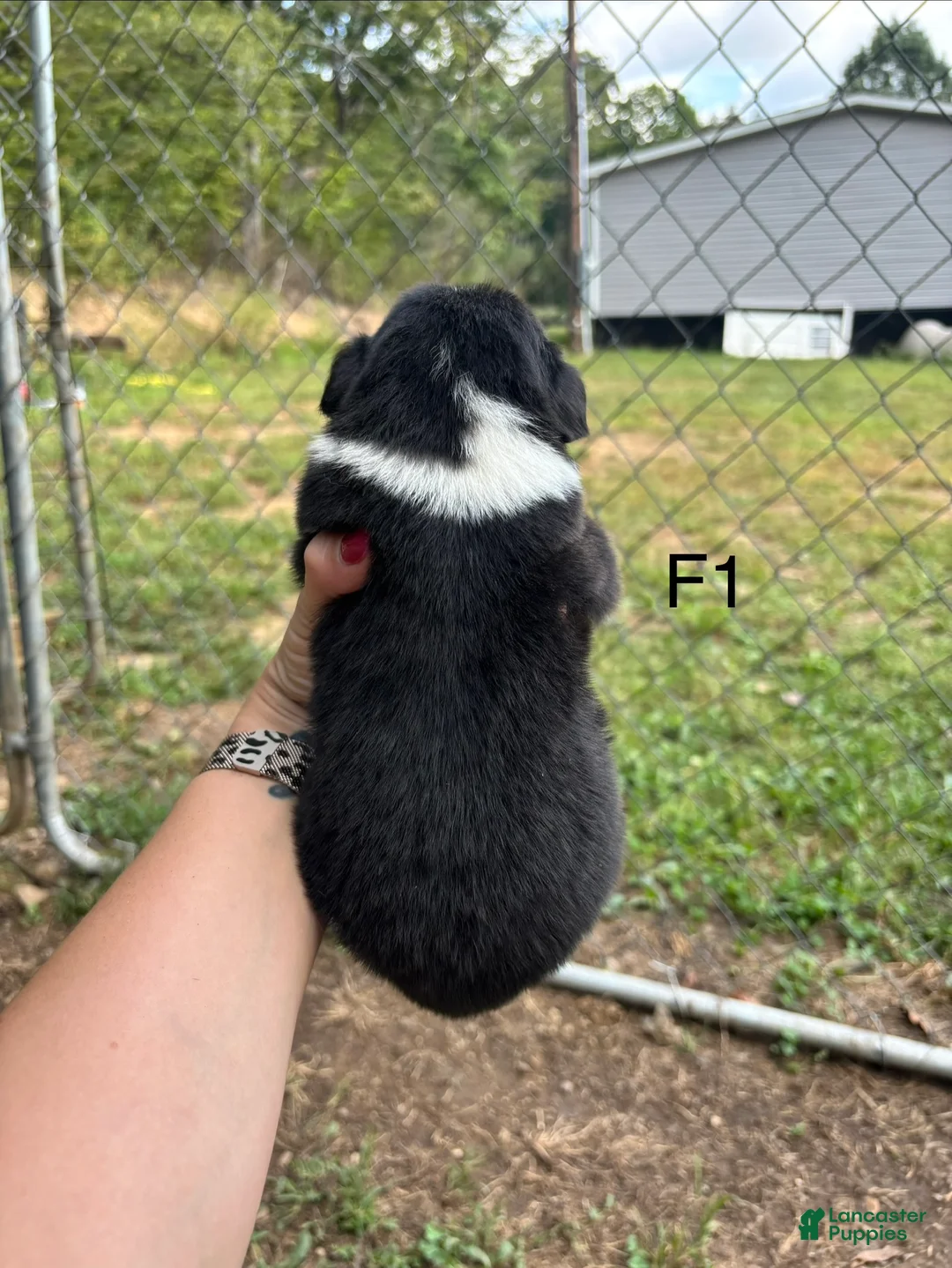 Mixed Breed dogs for sale: Mixed Breed 8 - Ad 2