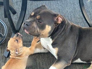 American Bully dogs - Ad 14