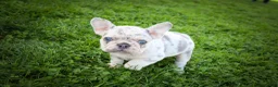 French Bulldog dogs for sale: 🐾 Meet Knox — A Happy Little Frenchie with Plenty of Love to Give! 🐾 - Ad 11