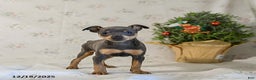 Miniature Pinscher dogs for sale: Daisy - Ad 2