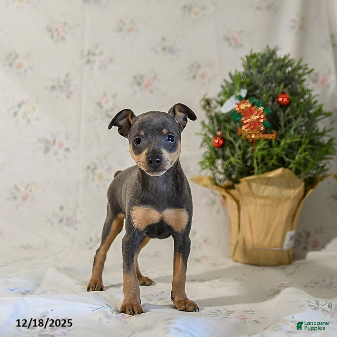 Miniature Pinscher dogs for sale: Daisy - Ad 2