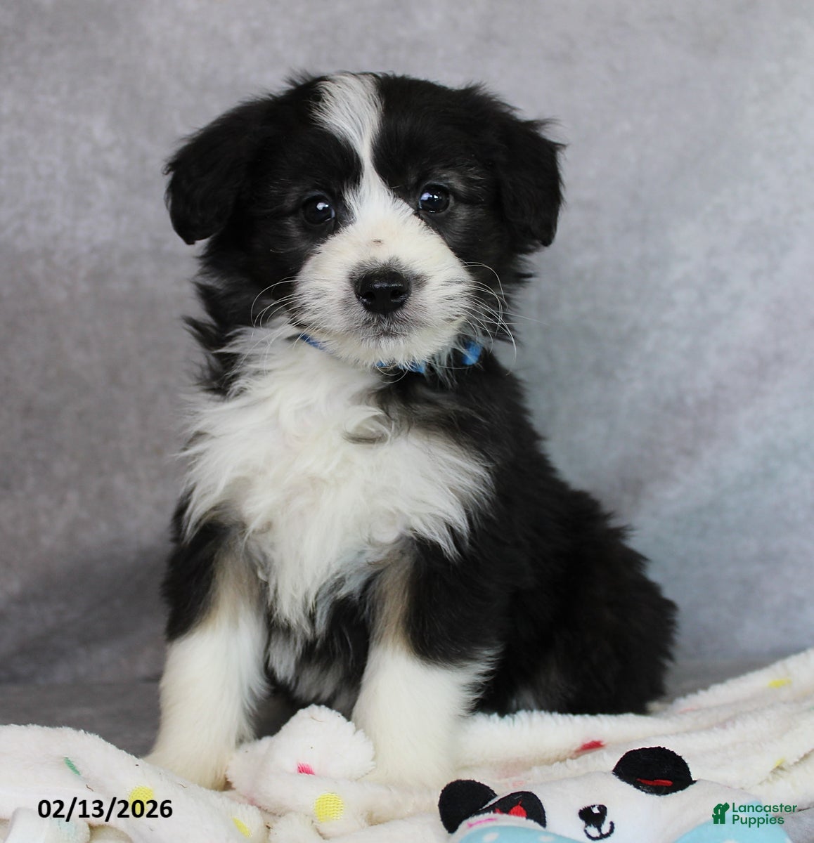 Mini Aussiedoodle dogs Blake - Ad 4