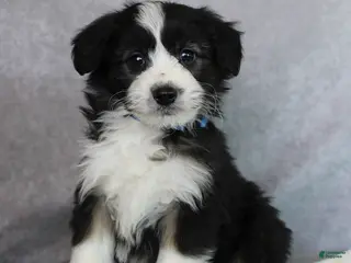 Mini Aussiedoodle dogs Blake - Ad 4