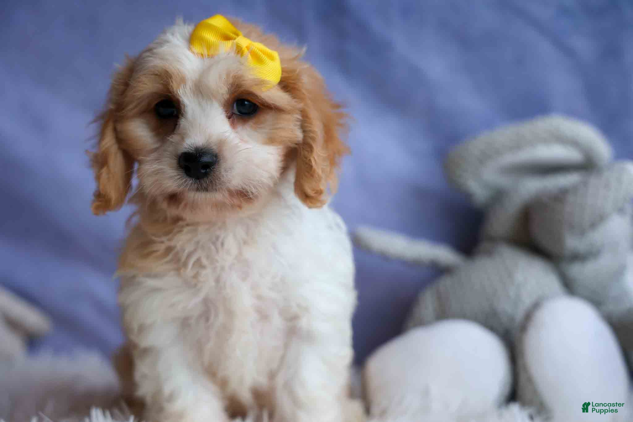 Cavachon dogs RUBY - Ad 1