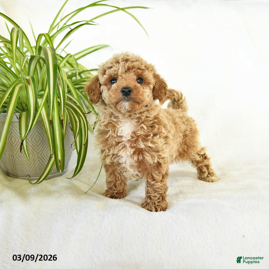 Miniature Poodle dogs Liz  - Ad 1