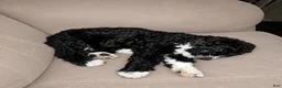 Mixed Breed dogs for sale: Mr. Tuxedo - Ad 2