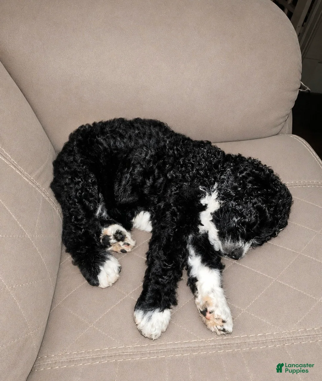 Mixed Breed dogs for sale: Mr. Tuxedo - Ad 2