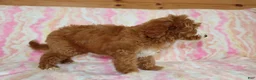 Mini Goldendoodle dogs for sale: Layla - Ad 3