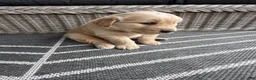 Golden Retriever dogs for sale: Hazel - Ad 4