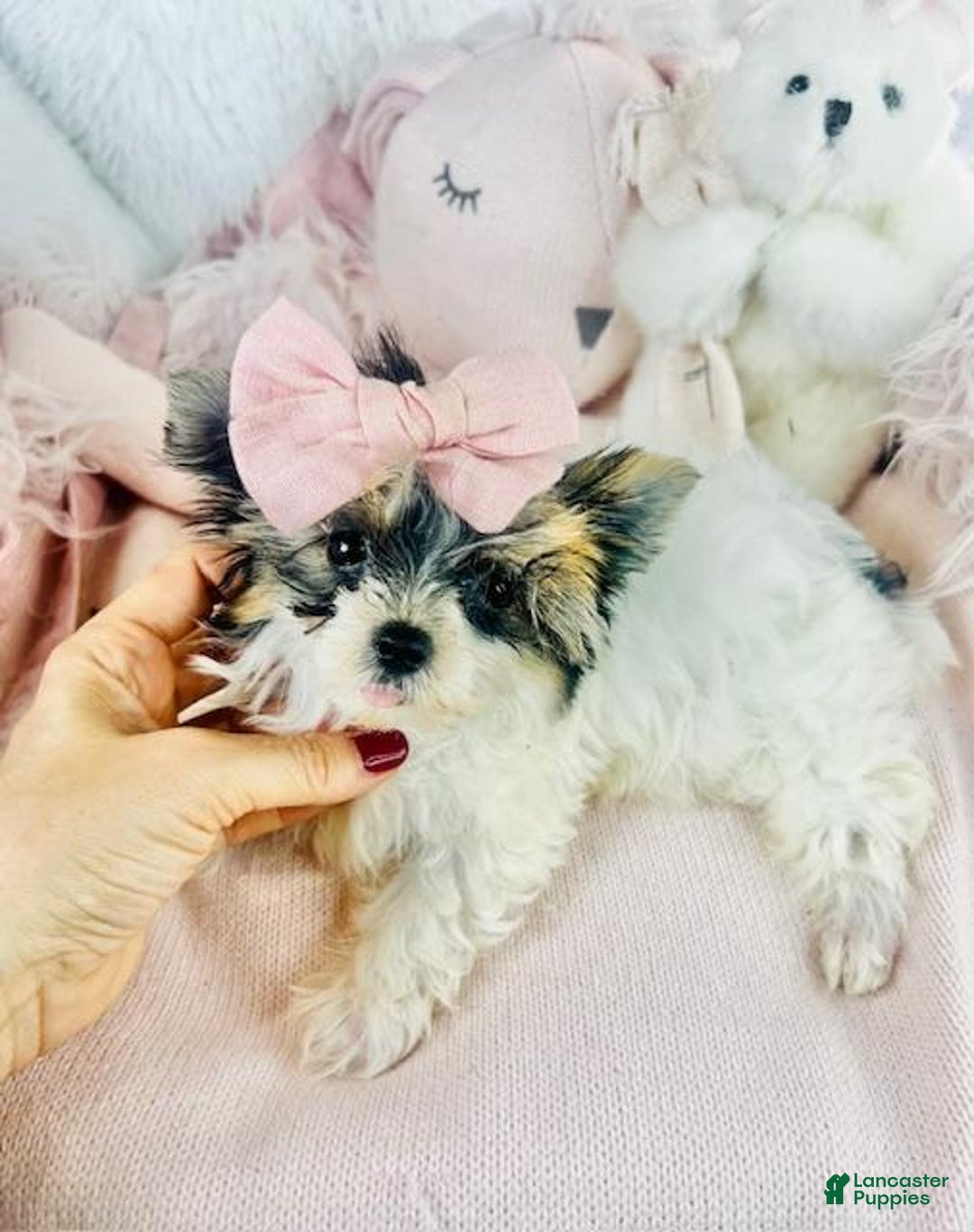 Yorkshire Terrier dogs for sale: Yorkshire Terrier Puppy 3 - Ad 4