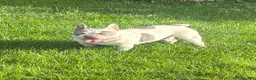 French Bulldog dogs for sale: Nikita - Ad 4