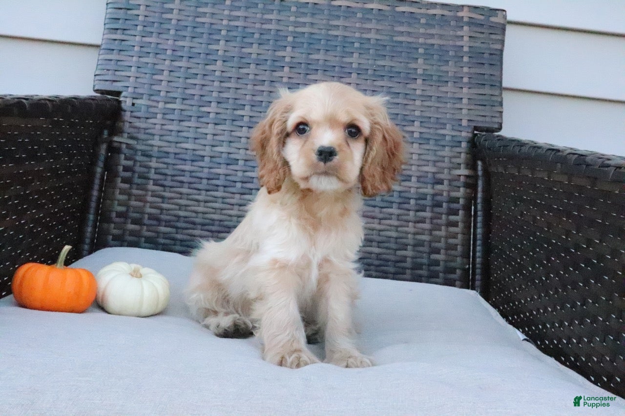 Cocker Spaniel dogs for sale: Ember - Ad 3