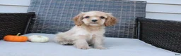 Cocker Spaniel dogs for sale: Ember - Ad 1