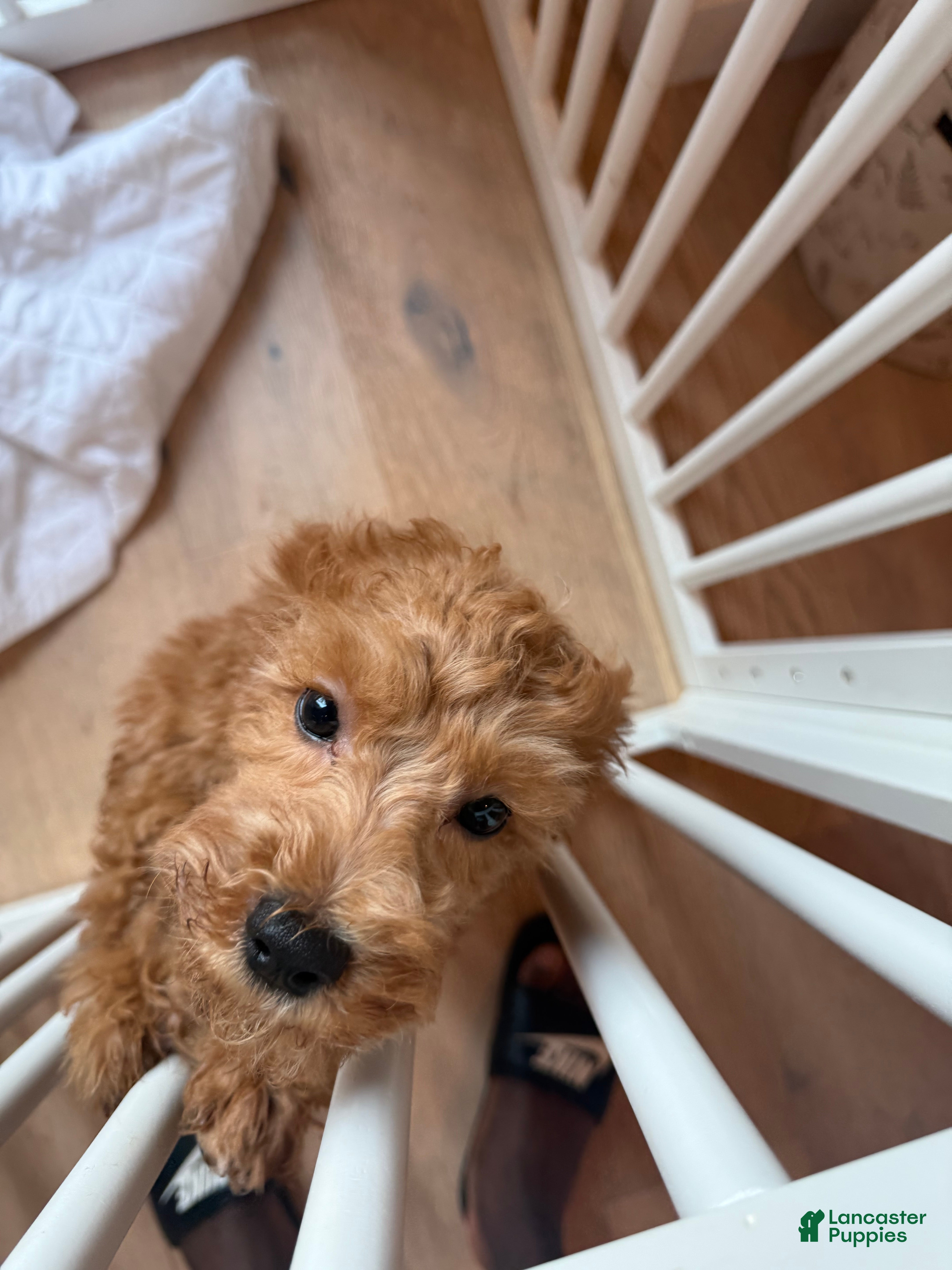 Cockapoo dogs Rosie  - Ad 1