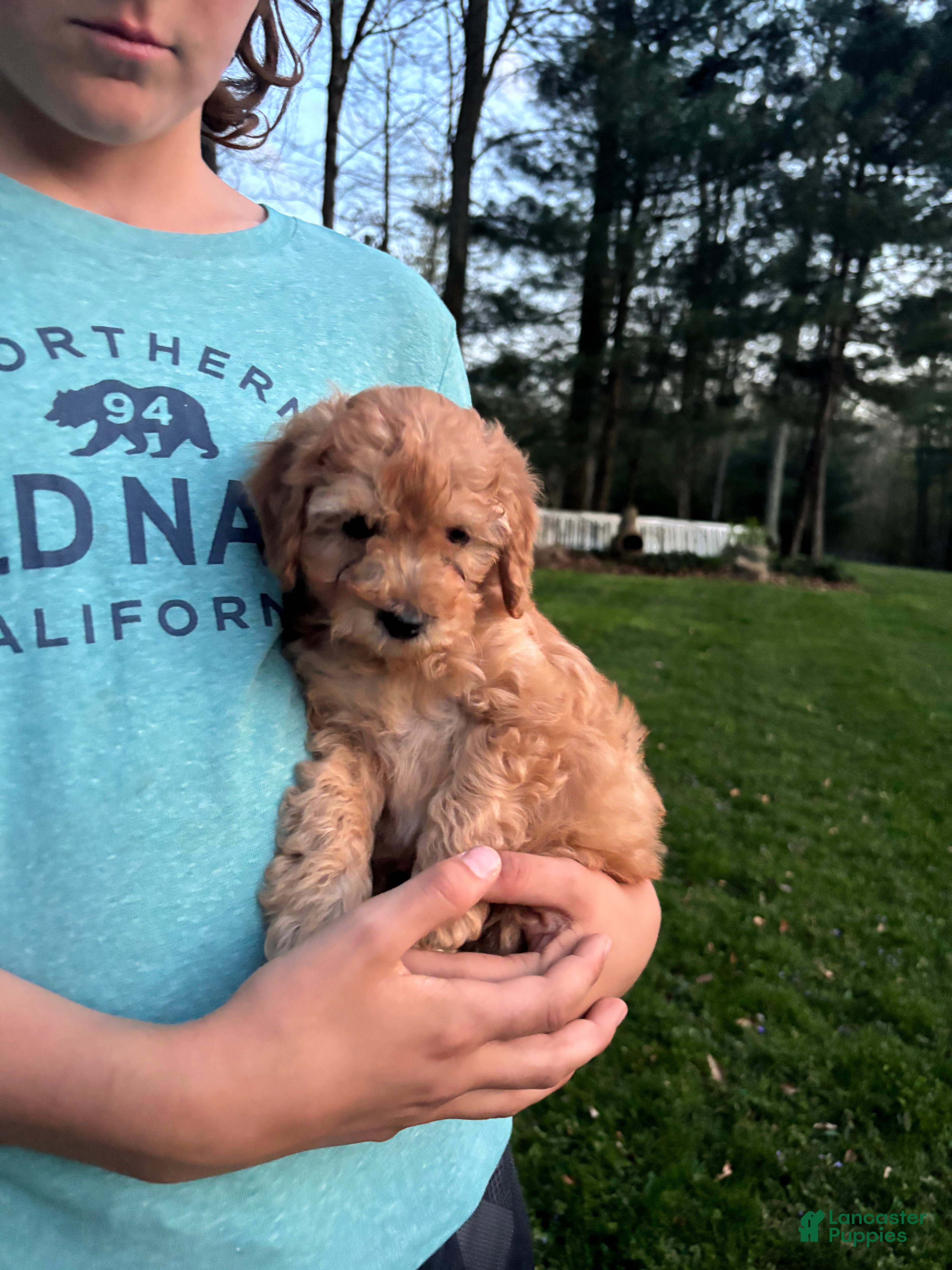 Cavapoo dogs Cooper - Ad 1