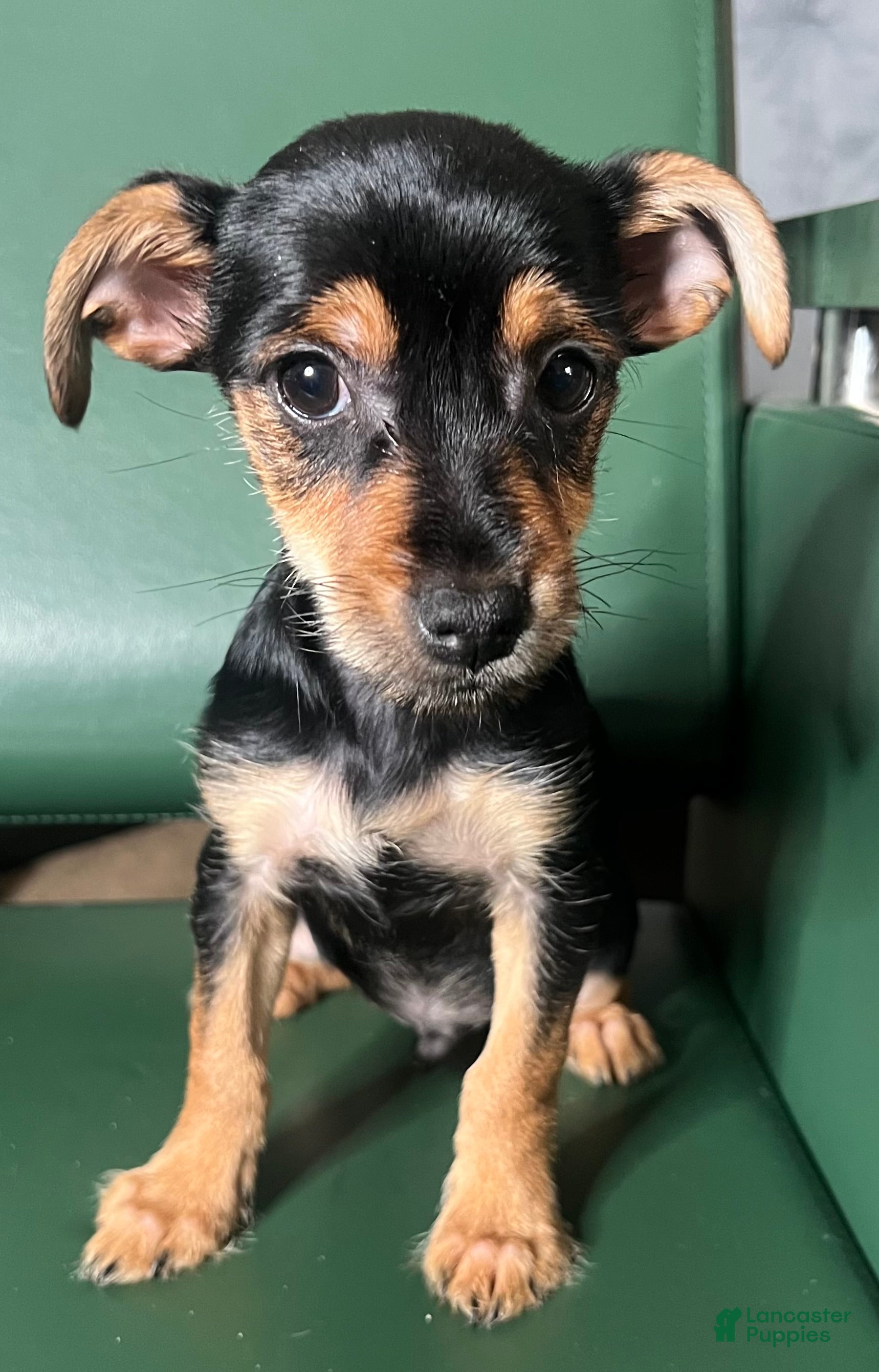 Yorkiepoo dogs Teacup yorkie/yorkiepin Puppy 1 - Ad 41