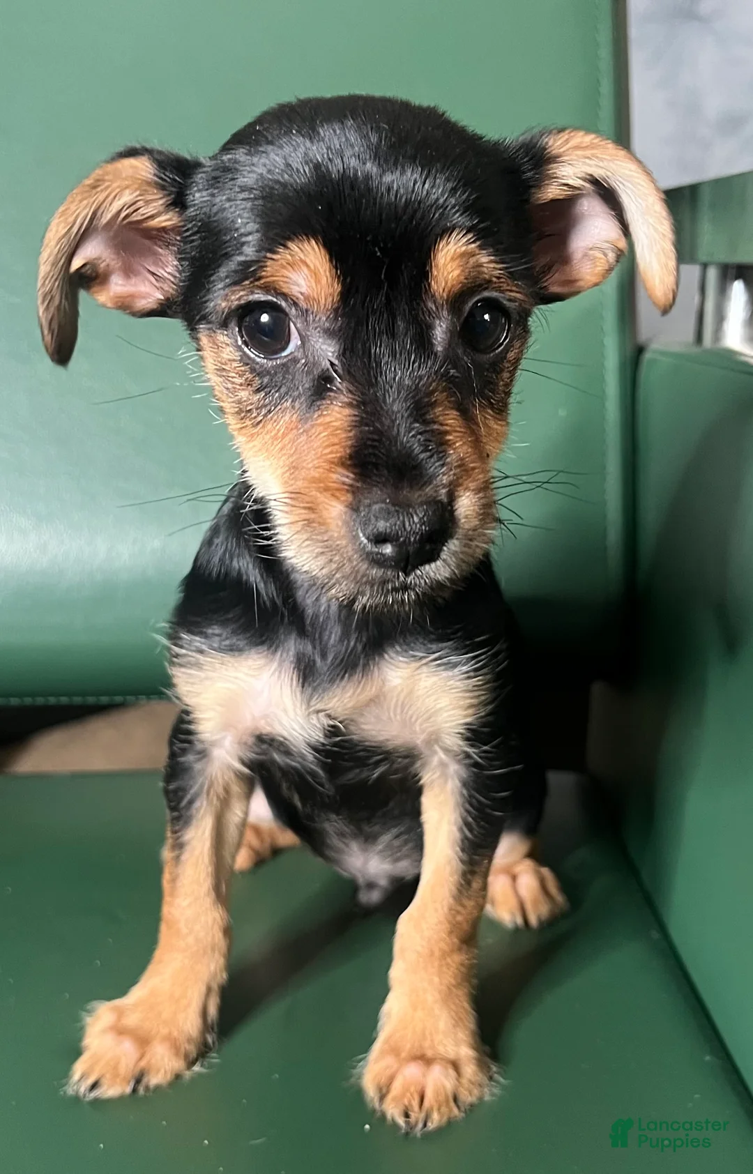 Yorkiepoo dogs for sale: Teacup yorkie/yorkiepin Puppy 1 - Ad 1