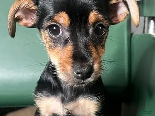 Yorkiepoo dogs Teacup yorkie/yorkiepin Puppy 1 - Ad 42