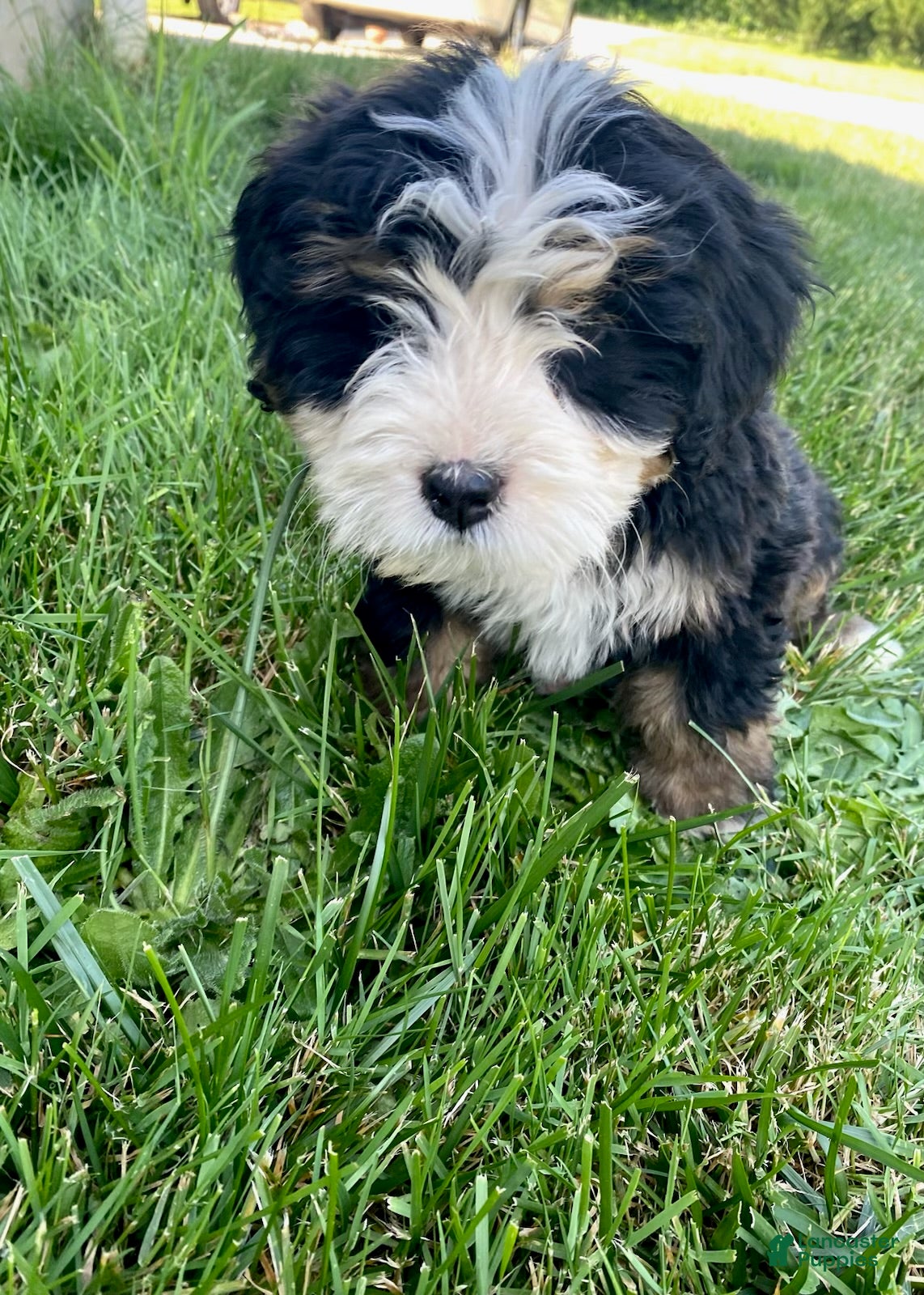 Bernedoodle dogs Yellow - Female - Ad 2