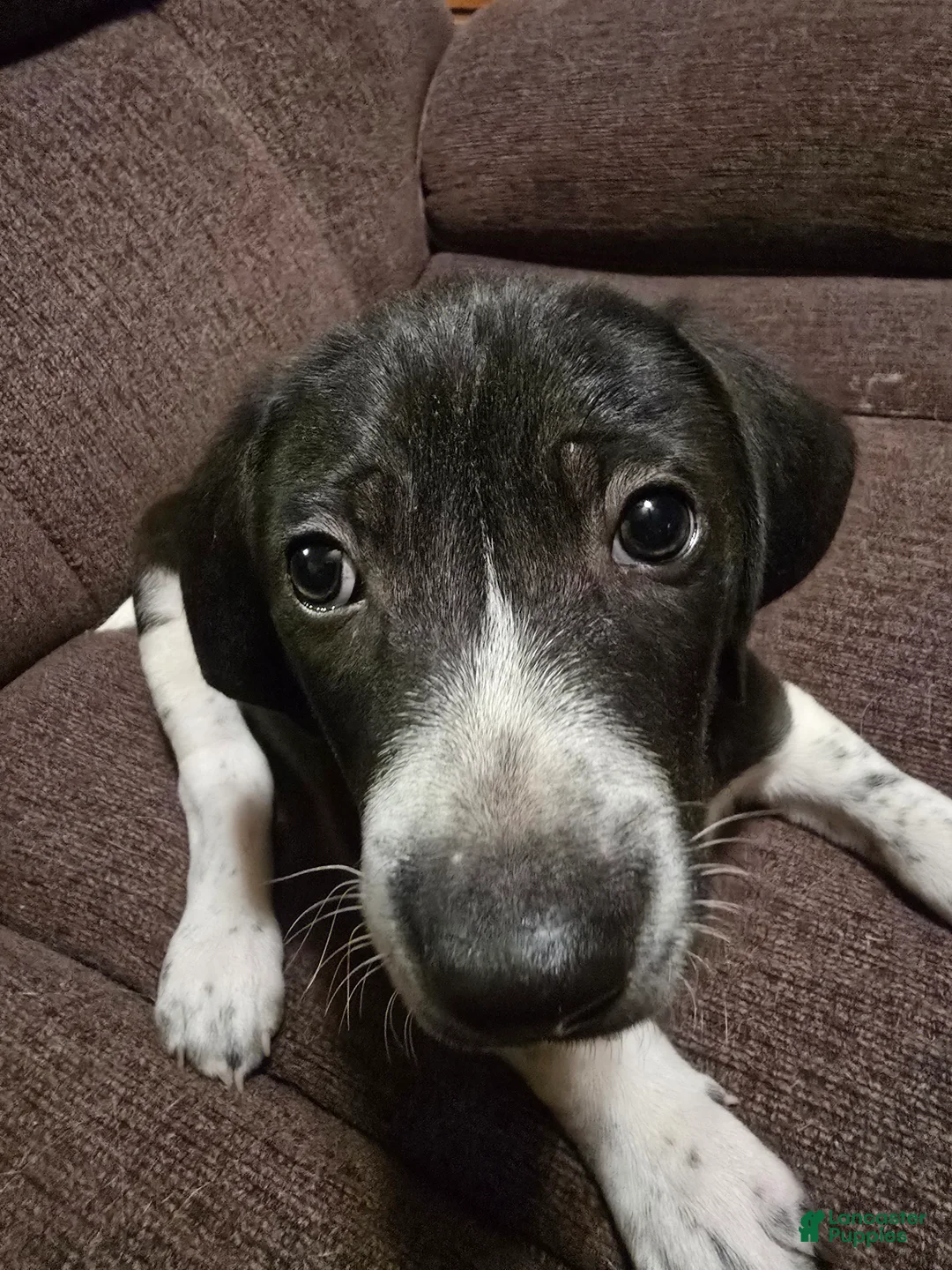 Other breed dogs for sale: Levi - Ad 2