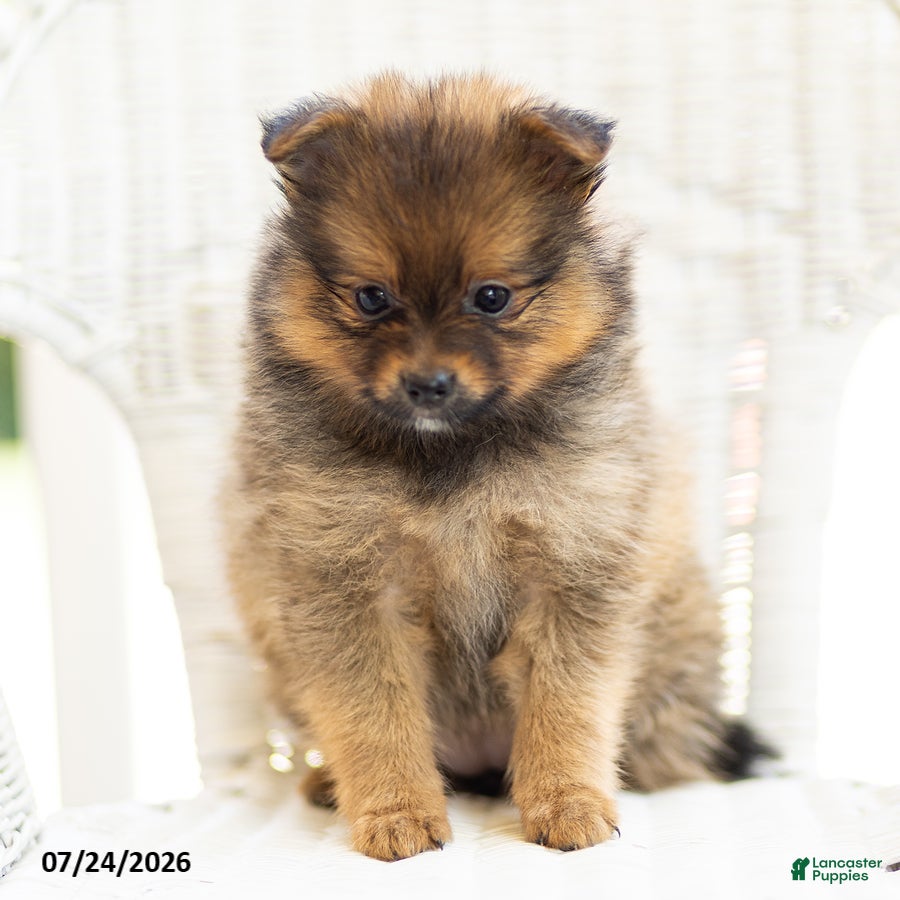 Pomeranian dogs Amber - Ad 2
