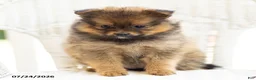 Pomeranian dogs for sale: Amber - Ad 2