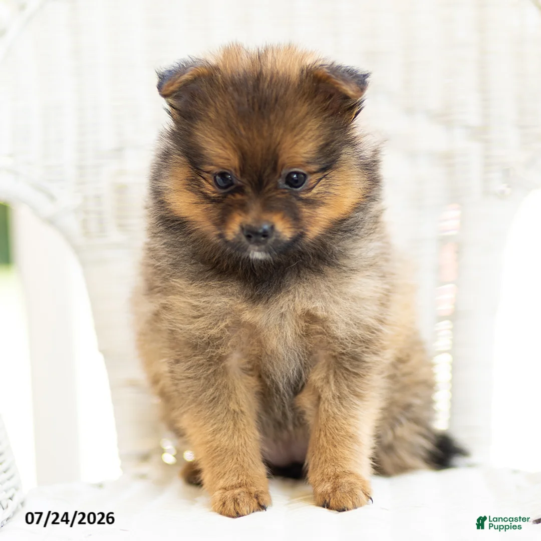 Pomeranian dogs for sale: Amber - Ad 2