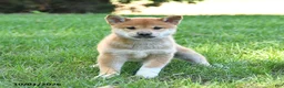 Shiba Inu dogs for sale: Gideon - Ad 4
