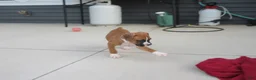 Boxer dogs for sale: Autumn - Ad 5