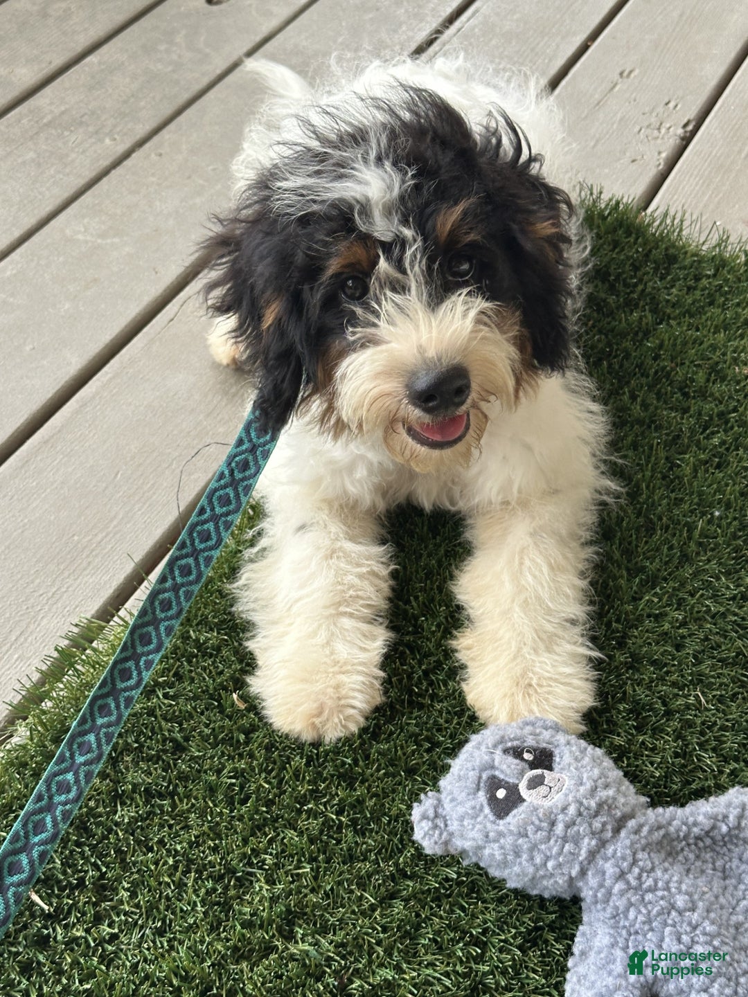 Mini Bernedoodle dogs for sale: Ben - Ad 1