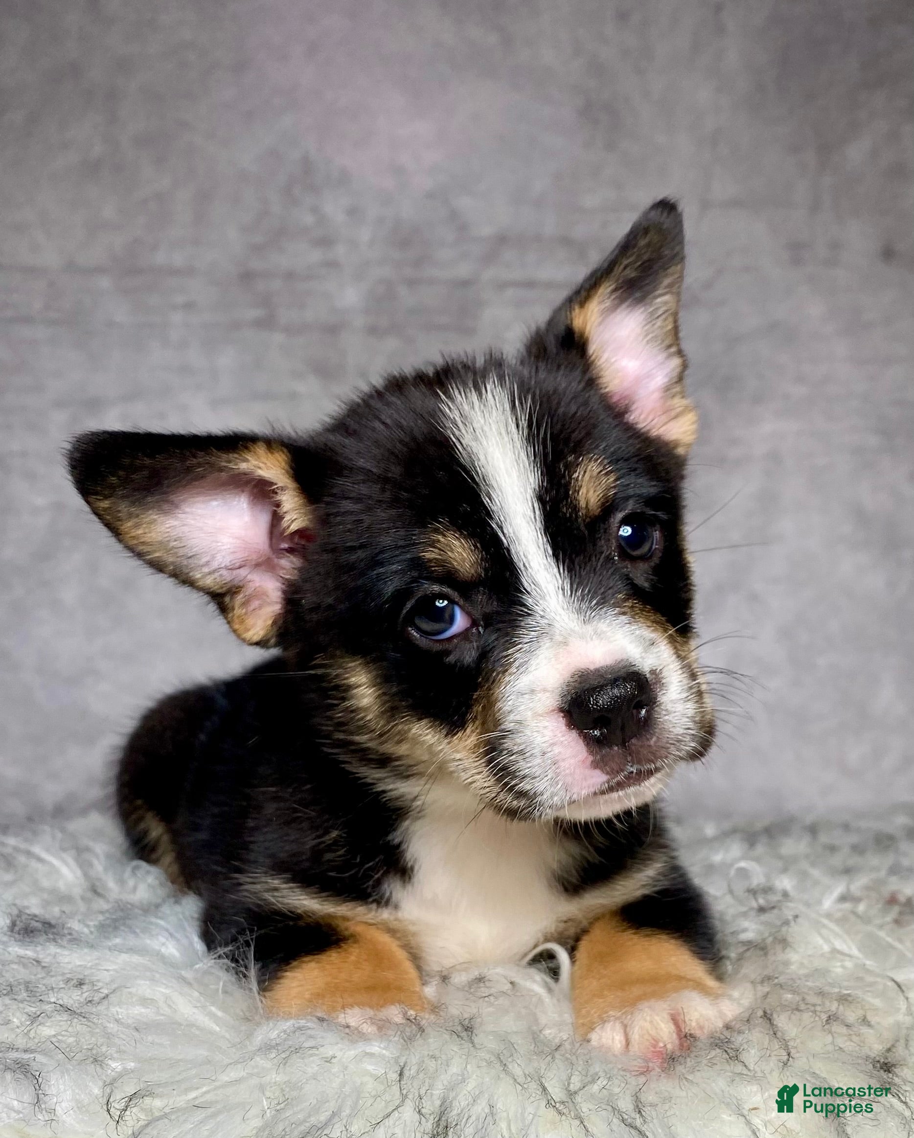 Mixed Breed dogs Miss Daisy  - Ad 1