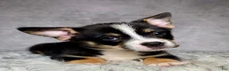 Mixed Breed dogs for sale: Miss Daisy  - Ad 1