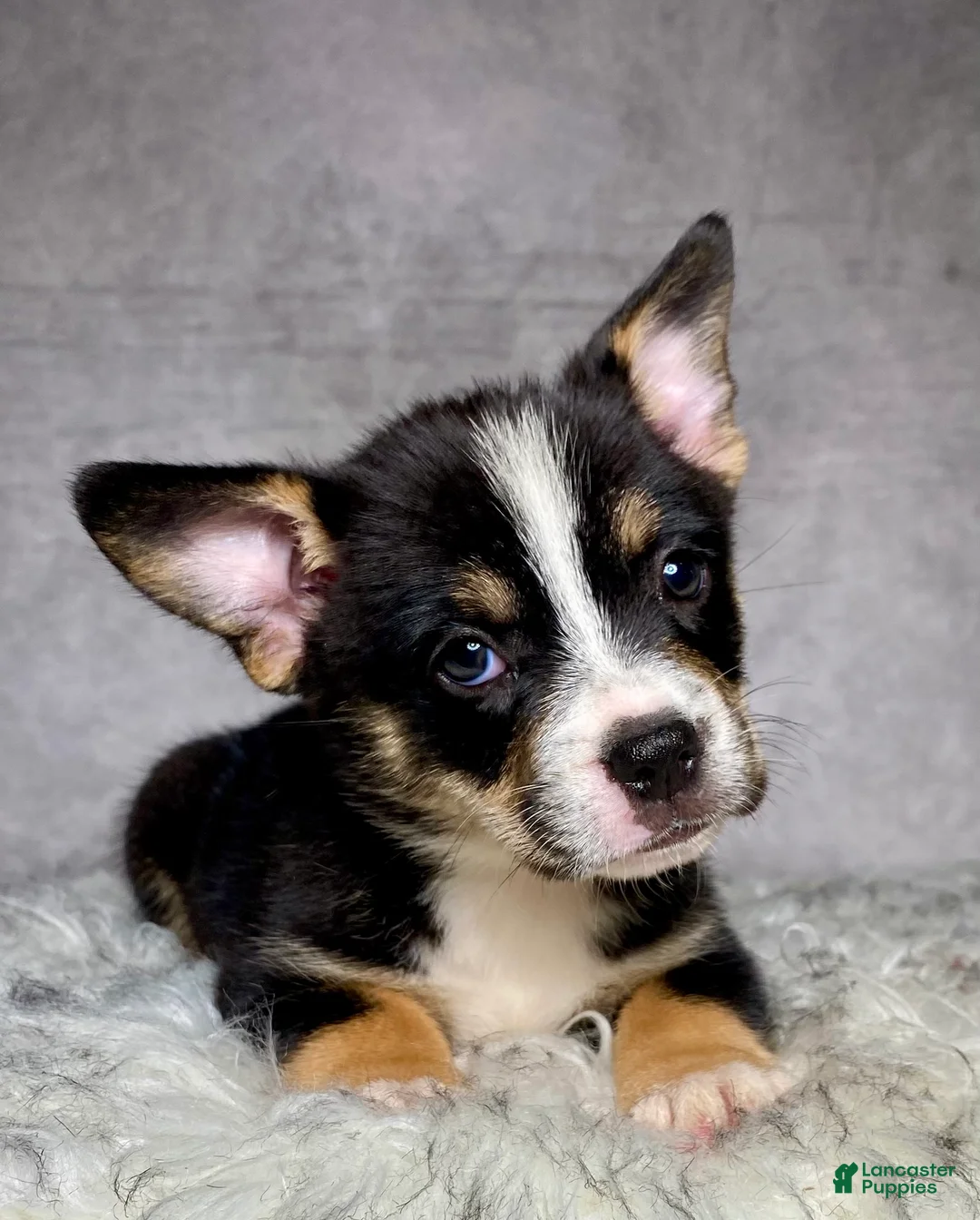 Mixed Breed dogs for sale: Miss Daisy  - Ad 1