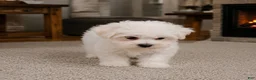 Maltese dogs for sale: Cody - Ad 8