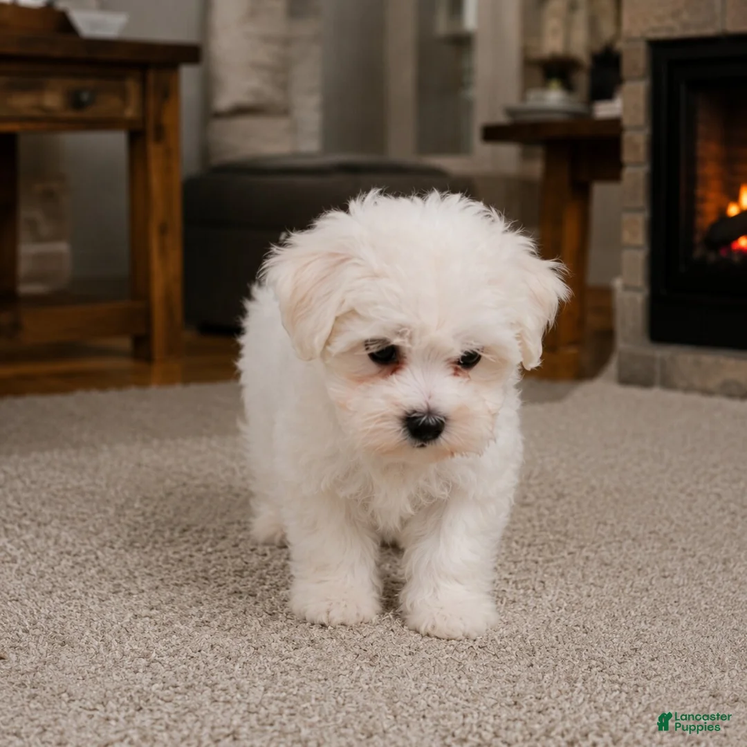 Maltese dogs for sale: Cody - Ad 8