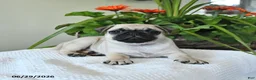 Pug dogs for sale: Teresa - Ad 3