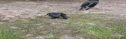 Cane Corso dogs for sale: Cane Corso 3 - Ad 3