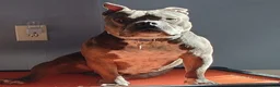 American Bully dogs for sale: American Bully 1 - Ad 1