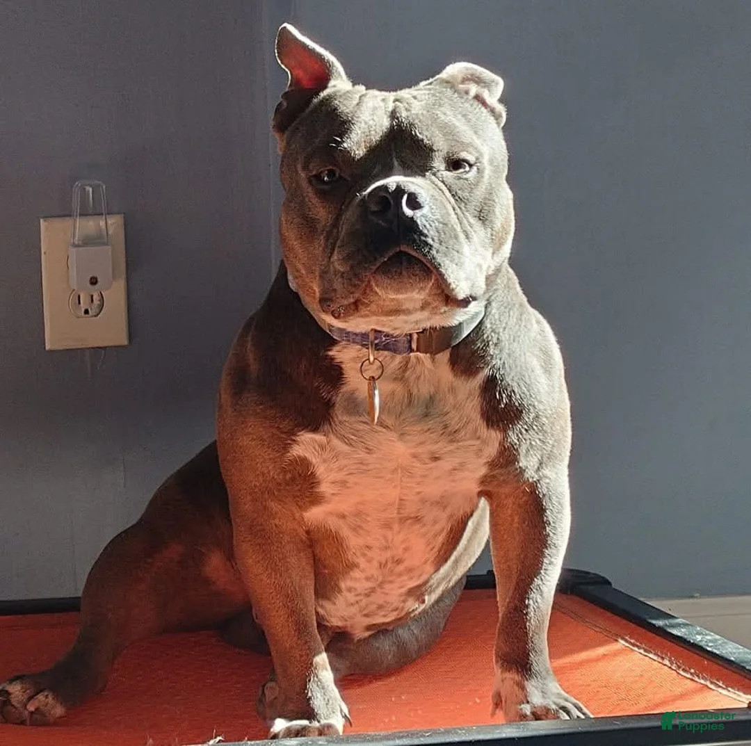 American Bully dogs for sale: American Bully 1 - Ad 1