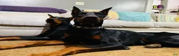 Doberman Pinscher dogs for sale: Green Collar Dobie - Ad 16