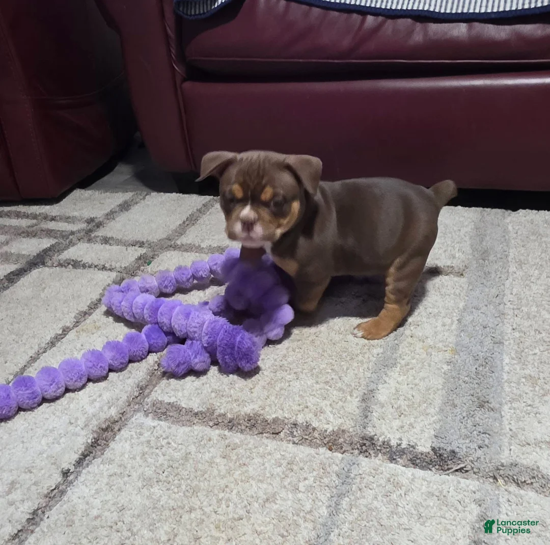 Olde English Bulldogge dogs for sale: Mousse - Ad 2