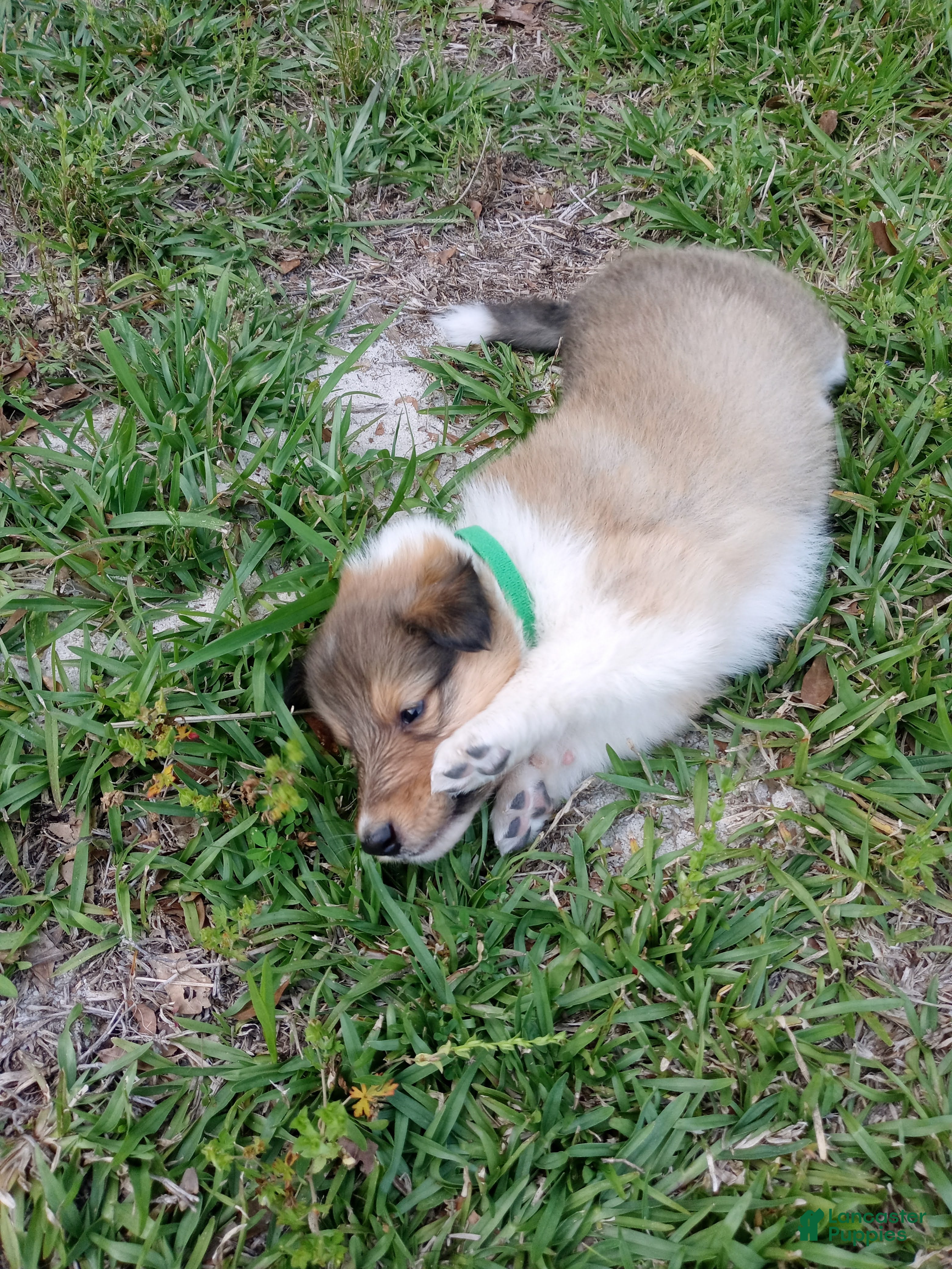 Collie dogs Sable Female, Green collar - Ad 9
