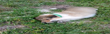 Sable Female, Green collar