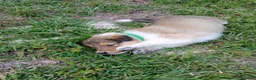 Collie dogs for sale: Sable Female, Green collar - Ad 1