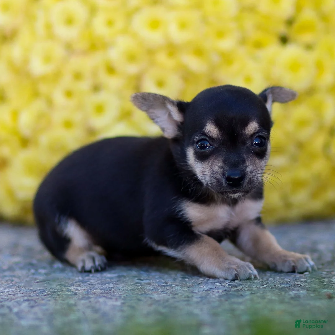 Chihuahua dogs for sale: Phoenix - Ad 29