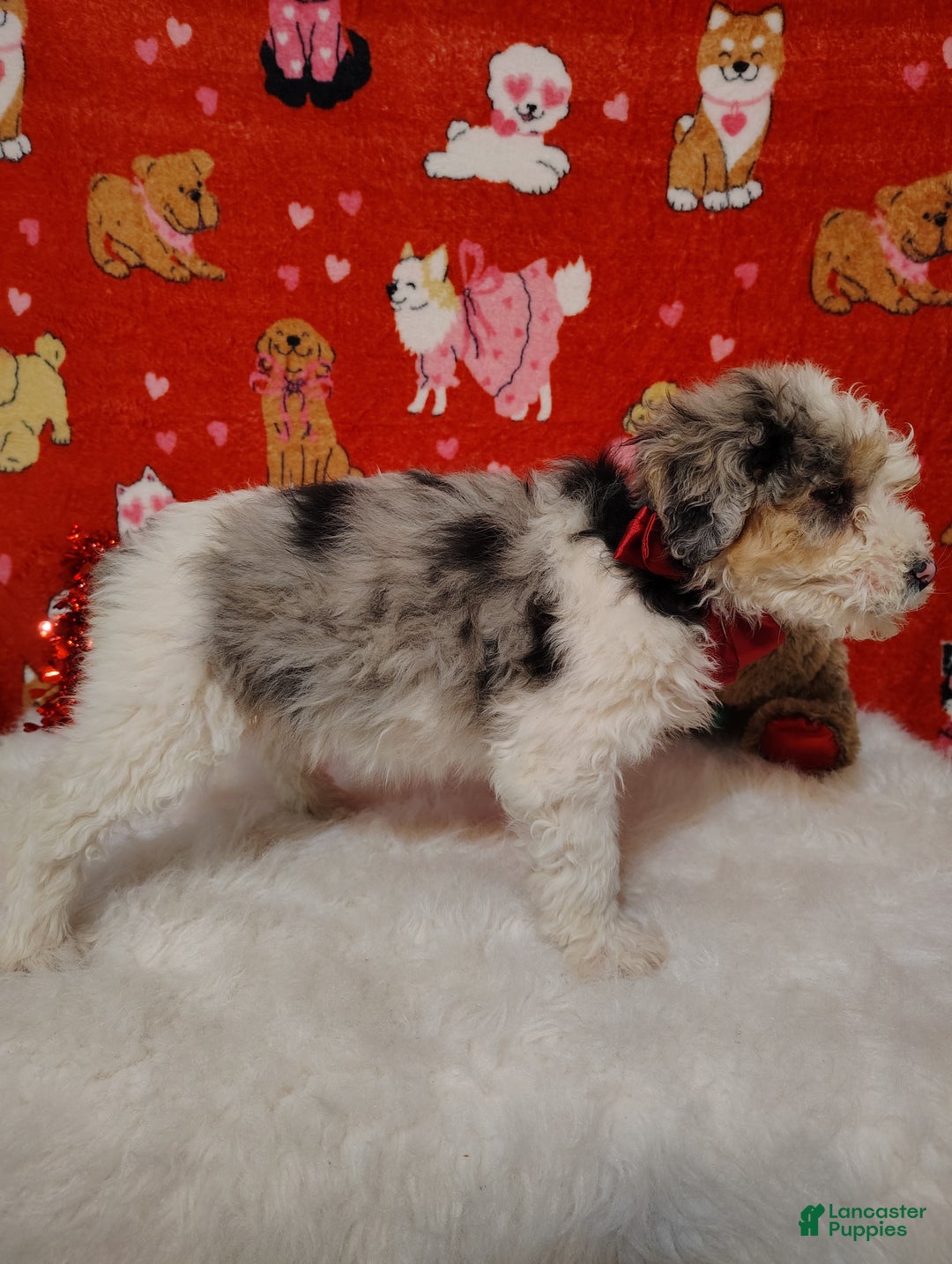 Mini Bernedoodle dogs for sale: Zoe - Ad 3