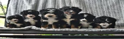 Mini Bernedoodle dogs for sale: Jasper - Ad 3