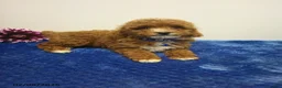 Toy Poodle dogs for sale: Willis - Ad 3