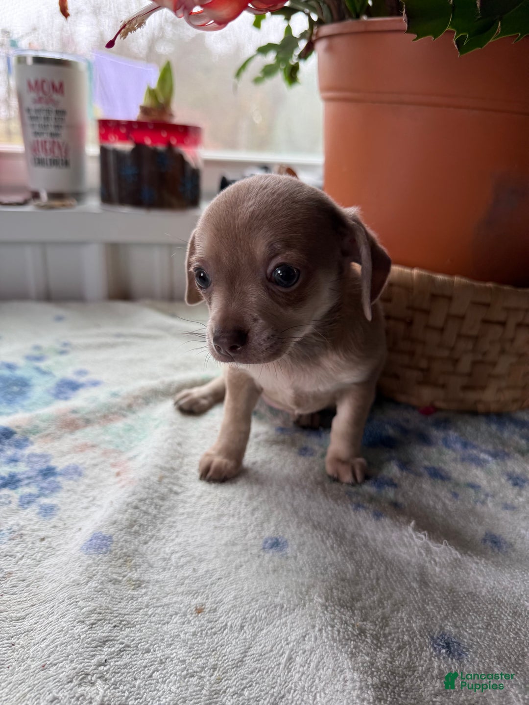 Chihuahua dogs for sale: Precious  - Ad 2