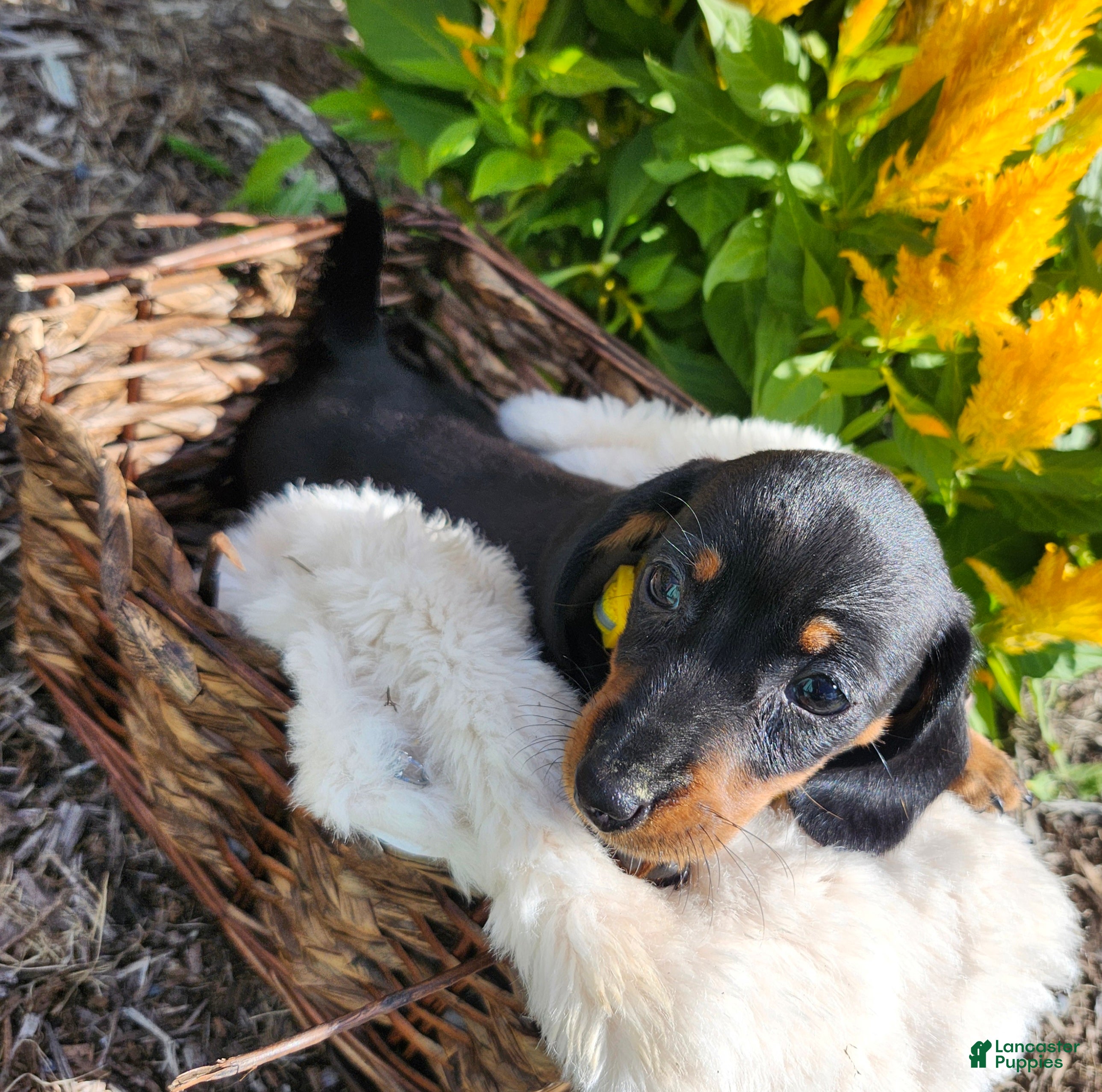 Miniature Dachshund dogs Zara - Ad 2